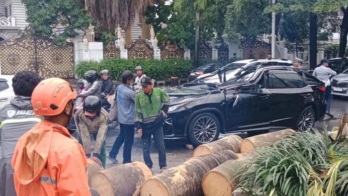 6 Fakta Mengejutkan: Pohon Tua di Pondok Indah Jadi Penyebab Maut