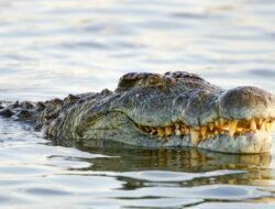 Dari Laut Sulteng, Siswa SMP Berhasil Selamatkan Diri dari Gigitan Buaya