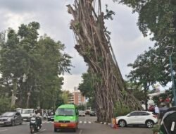 “Bogor Dalam Ancaman, Banyak Pohon Rawan Tumbang, Walkot Minta Perhatian”