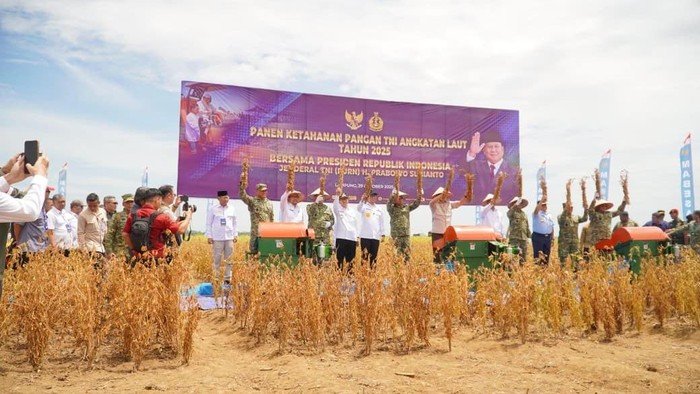 Dukung Swasembada Pangan, Pemprov Lampung-TNI Panen Kedelai, Kebanggaan Petani