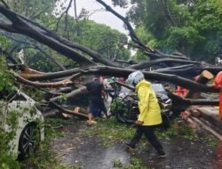 “Awas! Pohon Tumbang di Jakarta, Ini Nomor Posko yang Harus Diketahui!”