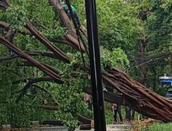 “Pohon Beringin Besar di Menteng Tumbang, Siapakah yang Bertanggung Jawab atas Badan Jalan Tertutup Ini?”