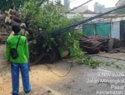 Pohon Tumbang Ganggu TransJ, Rute Ditunda Akibat Cuaca Extrem di Manggarai