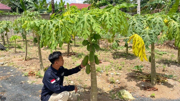 Revolusi Pertanian di Kalsel, SPPG Polda Tanam Pepaya di Lahan Sisa untuk MBG