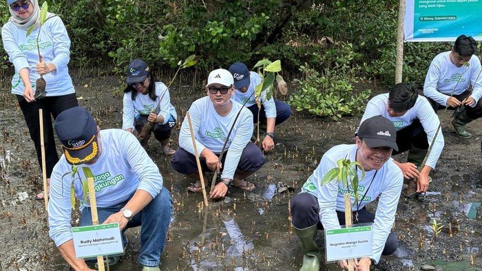 Ekosistem Pesisir Terancam? ASDP Tanam 3.000 Mangrove di Bitung