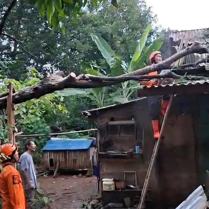Waspada, Pohon Tumbang Timpa Empat Rumah di Citereup Bogor, Atap dan Dinding Rusak