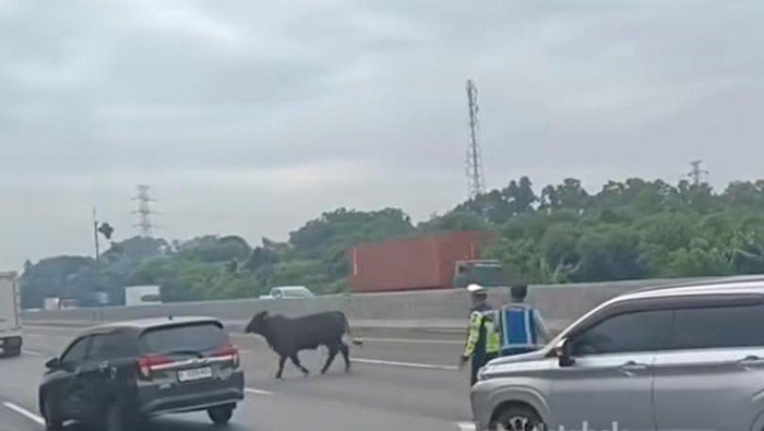 Viral Sapi Berlarian di Tol Japek KM 58, Lalu Lintas Sempat Terganggu: Kisah Menyedihkan dari Eksploitasi Hewan yang Jarang Diketahui!