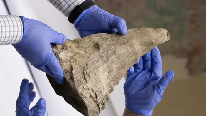 35,7 kg Cula Badak Diduga Selundupan, Nilainya Rp 14,6 M: Singapura Berantas Perdagangan Ilegal