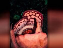 “Dari Hutan Keheningan, Peneliti RI Temukan Bunga Bangkai Langka yang Menyedot Perhatian Dunia”