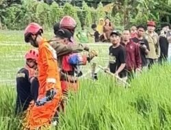 Evakuasi Berantakan, Buaya Jumbo Masih di Sawah!