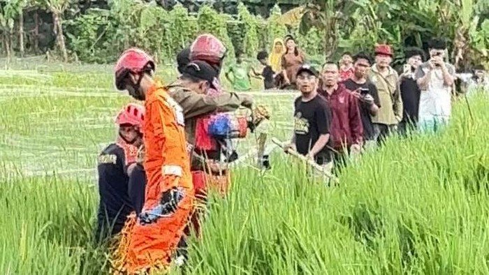 Evakuasi Berantakan, Buaya Jumbo Masih di Sawah!