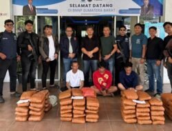 BNN Sumbar Gagalkan 100 Paket Ganja, 3 Orang Diamankan dalam Operasi Agam!