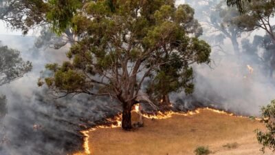 **Mengungsi dan Bersiap: Warga Indonesia di Tengah Kebakaran Hutan Australia yang Meneror**