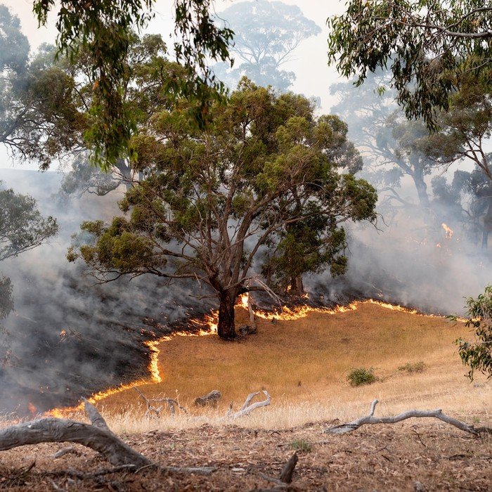 **Mengungsi dan Bersiap: Warga Indonesia di Tengah Kebakaran Hutan Australia yang Meneror**