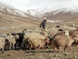 Proyek Tenaga Surya India, Ketika Listrik vs. Kehidupan Peternak Lokal