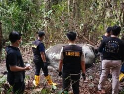 “Gajah Riau Dibunuh: LAM Riau Kecam Tindakan Brutal”