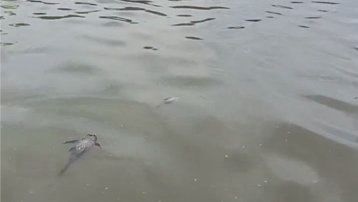 Kebakaran Pabrik Pestisida Merenggut Sungai, Suplai Air PAM Tangsel Tetap Aman?