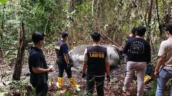 [Misteri Gajah Tanpa Kepala di Riau: Polisi Ungkap Fakta Mengerikan Kasus Ini]