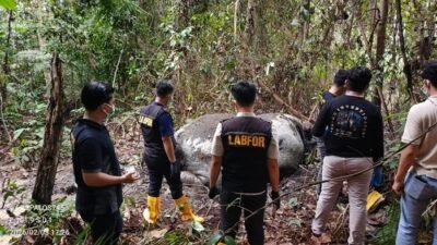 [Misteri Gajah Tanpa Kepala di Riau: Polisi Ungkap Fakta Mengerikan Kasus Ini]