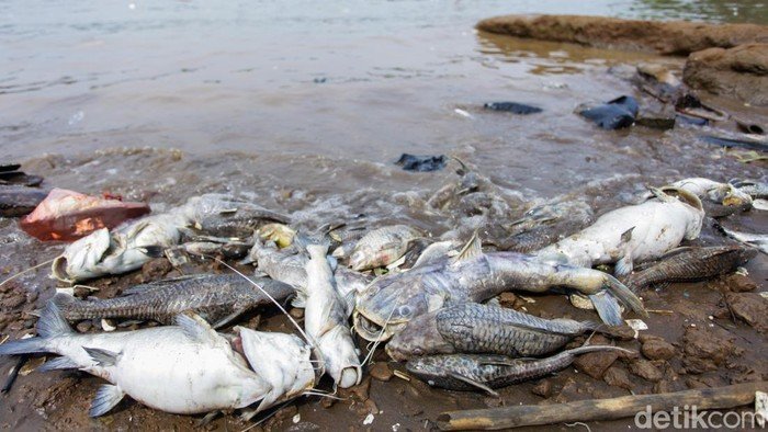 **LH Banten Berani Targetkan Pembersihan Pestisida Cisadane dalam 2 Minggu**