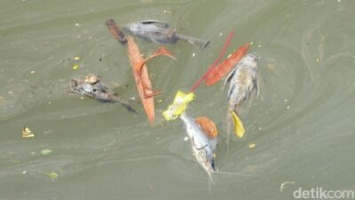 Gudang Pestisida Cemari Sungai Cisadane Bakal Digugat – Update 3