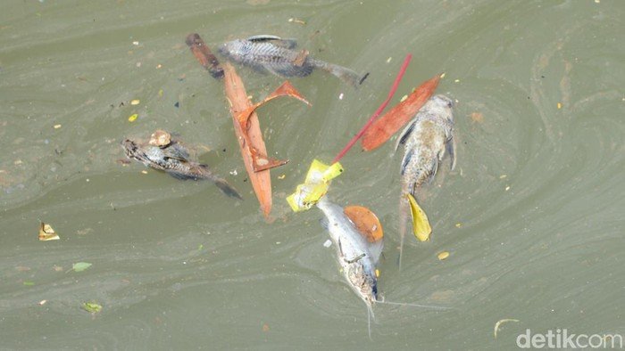 Gudang Pestisida Cemari Sungai Cisadane Bakal Digugat - Update 3