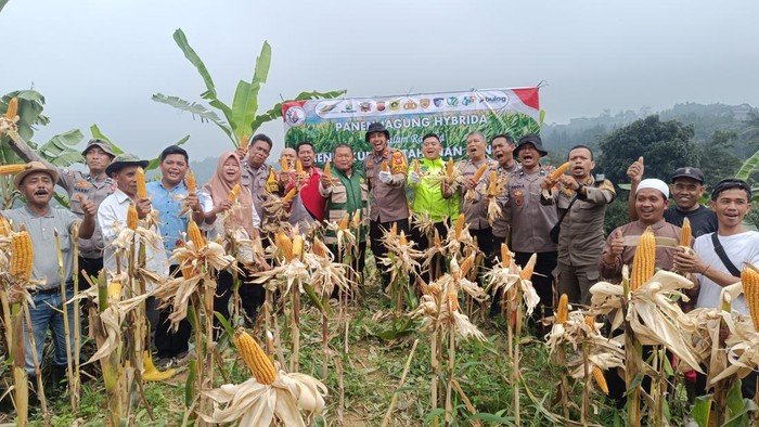 Dukung Ketahanan Pangan, Polisi Panen 1 Ton Jagung di Bogor - Update 3