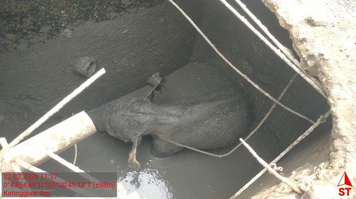Kronologi Kawanan Gajah Rusak Mess di Riau Usai Anaknya Kejeblos Septic Tank - Update 3