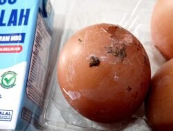 “Kontroversi Telur MBG: Siswa SD Tulungagung Temukan Kotoran Ayam, Heboh!”