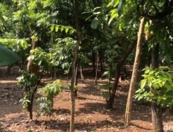 Prostitusi Sesama Jenis di Taman Cawang Diduga Berkembang, Pemkot Aksi