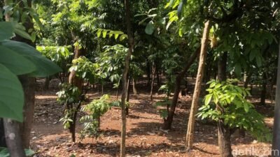 Prostitusi Sesama Jenis di Taman Cawang Diduga Berkembang, Pemkot Aksi