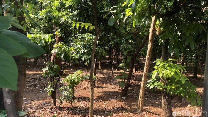 Prostitusi Sesama Jenis di Taman Cawang Diduga Berkembang, Pemkot Aksi