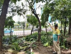 Taman Cawang Jadi Titik Panas, Petugas Pangkas Pohon Ditengarai Bersangkutan dengan Sarang Asusila