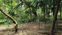 “Dugaan Sarang Asusila di Taman Kota Cawang, Pengamanan Diperketat untuk Cegah Kriminalitas”