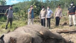 Kematian Anak Gajah di Tesso Nilo, Riau: Pemilik Lahan Ditangkap Polisi