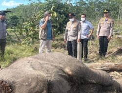 Kematian Anak Gajah di Tesso Nilo, Riau: Pemilik Lahan Ditangkap Polisi
