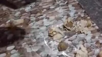 “Siomay MBG Viral di Nganjuk, Keras Seperti Batu! SPPG Minta Maaf”