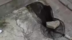 Tragis! Pria di Tangerang Viral karena Kucingnya Dijaring hingga Dicekik, Kisah yang Mencengangkan!