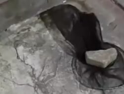 Tragis! Pria di Tangerang Viral karena Kucingnya Dijaring hingga Dicekik, Kisah yang Mencengangkan!
